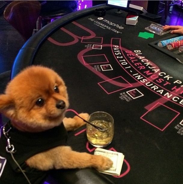 the-rich-dogs-of-instagram-are-straight-up-ballin-9