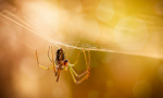 Keeping Spiders at Bay Easy and Effective Tips for a Bug-Free Home
