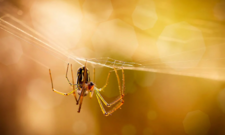 Keeping Spiders at Bay Easy and Effective Tips for a Bug-Free Home