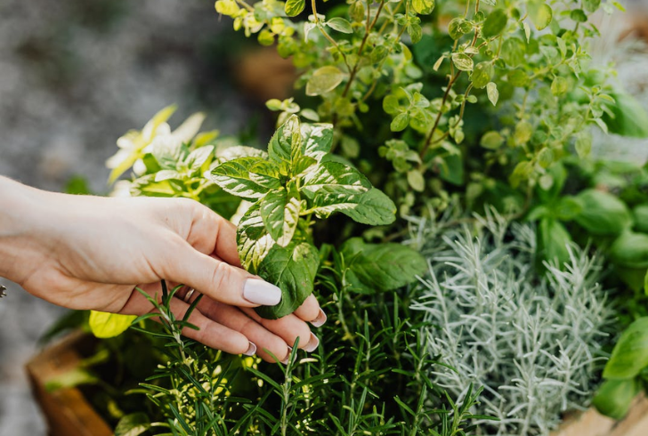 Plant natural repellents like mint, lavender, and lemongrass in your garden.